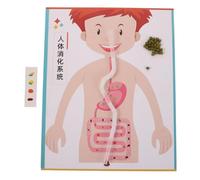 Toyvian 4 Sets DIY Digestive System Model Kit for Handmade Educational Human Anatomy for Interactive Science Experiment Classroom and Homeschool Use