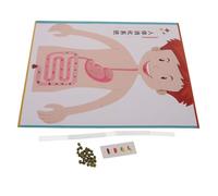 Toyvian 4 Sets Human Digestive System DIY Model Kit for Interactive Science Educational for Preschool Middle School Learning Promotes Creativity and Stem Skills Development