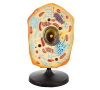 Toyvian Animal Cell Display Model Educational Biology Teaching Aid for Students Teachers Easy to Use Unique Design Made of Material for Learning Experiments