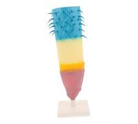 Toyvian Corn Root Structure Model Longitudinal Section Biology Teaching Instrument for Students and Teachers Portable Plant Root Anatomy Demonstration for Classroom and Outdoor Educational
