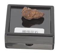 Toyvian Olive Meteorite Specimen 2-3cm Real Lithosiderite Rock Educational Science Teaching Meteorite Sample for Classroom and Home Decor