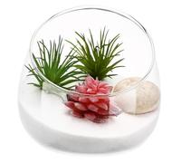 Toyvian Thickened Glass Ecological Bottle Unique Plant Decor for Home for Friends Bring Nature