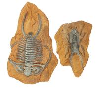 TOYZFRIENDY 2Pcs Simulation Terrarium Decors Resin Fossil Ornaments for Reptile Boxes Stable Lizard Snake Habitat Accessories with Lifelike Triassic Trilobite Design