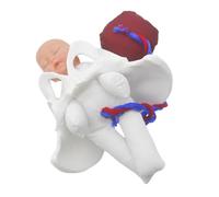 TOYZFRIENDY Compact Female Pelvic Anatomy Model with Fetus Umbilical Cord Placenta for Midwifery Education Nursing Training Labor Process Simulation Clinical Teaching Tool