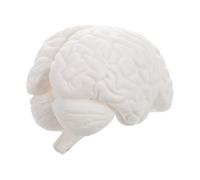 TOYZFRIENDY Detachable Human Brain Model with Interchangeable Parts Realistic Anatomy Educational Model for Medical Learning Teaching Demonstrations and Physiology Study White Part Hemispheres