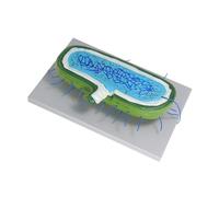 TOYZFRIENDY Enlarged Human Cell Model with Detailed Nucleus and Organelles Stem Model for Biology Teaching Interactive Educational Science for Classroom Demonstration and Study