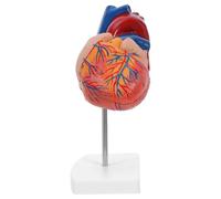 TOYZFRIENDY Medical Grade Human Heart Anatomy Model with Stand Detailed Cardiac Structure for Medical Students Science Classrooms and Biology Learning Interactive Heart Demonstration Tool for