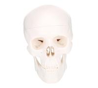 TOYZFRIENDY Plastic Skull Model for Art Painting and Teaching Detachable Human Skull with Realistic Teeth Detail Ergonomic Design for Medical Study and Halloween Decoration