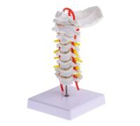 TOYZFRIENDY PVC Cervical Spine Model with Nerve Branches Realistic Vertebral Column Anatomy Teaching Prop for Medical Students and Doctors Metal Stand Support for Education and Practice