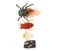TOYZFRIENDY Realistic Cicada Growth Cycle Model Educational Artificial Insect Crafts for School Accessories Prank with Lifelike Details and Fine Craftsmanship