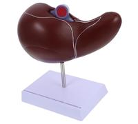 TOYZFRIENDY Realistic Human Liver Anatomical Model with Base Plastic Medical Organ Display for Teaching and School Education Liver Anatomy Model for Medical Students