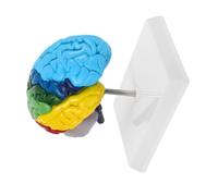 TOYZFRIENDY Scale Human Brain Model Anatomical Study Tool for Learning and Teaching Right Hemisphere Anatomy Model for Classroom Display and