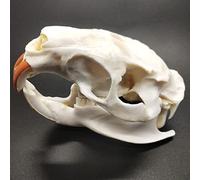 TPMOCS 9pcs Real Animal Skull Set of Cat/Dog/Fox/Hedgehog/Nutria/Raccoon/Muskrat/Mink/Rabbit Skull Specimens for Home Decoration Collectibles Study (Color : Nutria)