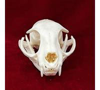 TPMOCS 9pcs Real Animal Skull Set of Cat/Dog/Fox/Hedgehog/Nutria/Raccoon/Muskrat/Mink/Rabbit Skull Specimens for Home Decoration Collectibles Study (Color : Cat)