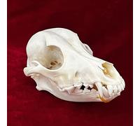 TPMOCS 9pcs Real Animal Skull Set of Cat/Dog/Fox/Hedgehog/Nutria/Raccoon/Muskrat/Mink/Rabbit Skull Specimens for Home Decoration Collectibles Study (Color : Dog)