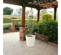 Trachelospermum Jasminoides in 3L Pot - Fragrant Star Jasmine Climber - Cream Vertical Line Pot