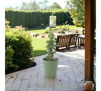 Trachelospermum Jasminoides in 3L Pot - Fragrant Star Jasmine Climber - Green Vertical Line Pot