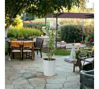 Trachelospermum Jasminoides in 3L Pot - Fragrant Star Jasmine Climber - Zinc Planter with Gold Rim