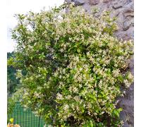 Trachelospermum Star of Toscana Garden Climber - Evergreen, Jasmine-Scented Star Flowers, Climbs to 3m, in Pot