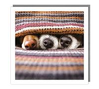Tracks Publishing Birthday/Blank Card for Men/Women - General Male/Female Card - Dog Noses Under Blanket - Eco-Friendly and Recyclable
