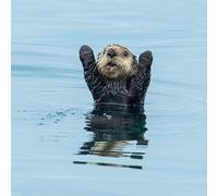 Tracks Publishing General Open Blank/Birthday Card for Him/Her- Otter with Raised Arms - Eco-Friendly and Recyclable