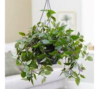 Tradescantia Green Hill Moses in The Cradle Indoor Trailing 20cm Plant 18cm Hanging Pot Primrose Green One Size