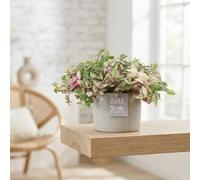 Tradescantia Quadricolor - 13Cm Ceramic Pot