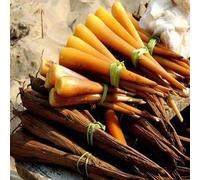 Traditional Indian Palmyra Palm Sprout, Fresh Natural Tuber Vegetable for South Indian and Asian Cooking, Authentic Regional Food Ingredient for Curries (1KG)