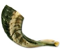 Traditional Shofar from Israel, Jewish Natural Musical Instrument, Clear Sounding Authentic Horn Shofar, Beautiful Sounding Shofar, Natural Half Polished Ram Horn Shofar (14"-16")