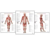 Trail Guide to the Body's Muscles of the Human Body Posters: Set of 3: 6