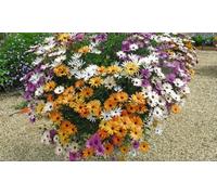 Trailing Daisy Osteospernum Falling Stars -3 6 or 18 Plants: 6 Plants