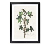 Traills Flycatcher Bird by John James Audubon Framed Print | A2 Black Framed Wall Art | Ready to Hang | Modern Nature Picture | Living Room Bedroom Lounge Office