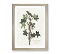 Trails Flycatcher Bird By John James Audubon Vintage Framed Print | A3 Oak Framed Wall Art | Ready to Hang | Classic Nature Picture | Living Room Bedroom Lounge Office