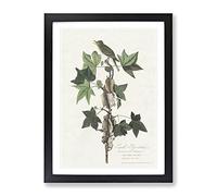 Trails Flycatcher Bird By John James Audubon Vintage Framed Print | A4 Black Framed Wall Art | Ready to Hang | Classic Nature Picture | Living Room Bedroom Lounge Office