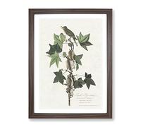 Trails Flycatcher Bird By John James Audubon Vintage Framed Print | A4 Walnut Framed Wall Art | Ready to Hang | Classic Nature Picture | Living Room Bedroom Lounge Office