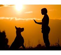 Train Yourself like a Dog
