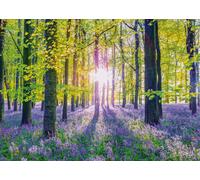 Tranquil Bluebell Woods