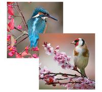 Transform Trade Duo Cards - Photographic Birds - Pack of 6