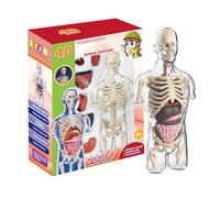Transparent Anatomy Toy - Half Human Torso Model, Light Visible Organs | Fun Long Lasting Science Learning Set, Educational Building
