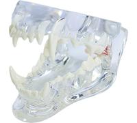 Transparent Animal Resin Teeth Model Canine Animals Oral Tooth Jaw Anatomical for Veterinary Education Clinic Demo Decoration(dog)
