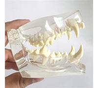 Transparent Canine Dental Model with Pathology and Anatomy Features for Veterinary Teaching and Demonstration