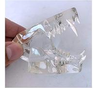 Transparent Cat Teeth Model - Anatomical Cat Teeth Model - Anatomy Model Crystal Cat Teeth - for Veterinary Study Display Teaching Lab Supplies (Color : A) (A)