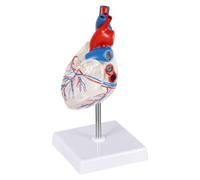 Transparent Heart Anatomical Model, Life Size Human Heart Educational Model, Cardiac and Heart Conduction System Model, for Science Classroom Learning Teaching