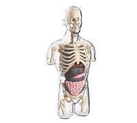 Transparent Human Anatomy Model - Interactive Science Assembly Kit 6 Inch, Half Torso Physiology Study Toy | Educational Classroom Biology Learning Aid Kids Students Science