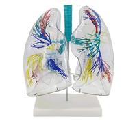 Transparent Human Lung Model with Segments, Large Anatomical Respiratory System for Classroom, Man-Machine System Analysis Human Torso Model
