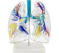 Transparent Human Lung Segment Model, 2X Enlarged Anatomical Lung Teaching Model, Respiratory Organs Anatomy Teaching Aids, for Medical Research