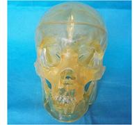 Transparent Human Skull Model - Classic Human Skull Model with Removable Skull Cap - Anatomy Model Human Skull Head Model - for Study Teaching Medical Model,A