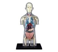 Transparent Human Torso Anatomy Model 37-Piece Removable Organ Model with Display Stand for Classroom, Medical Human Torso Model
