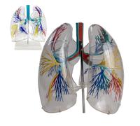 Transparent Lung Segment Anatomy Model for Teaching Lung Mold with Base丨Human Trachea Anatomy Teaching Aid, Displaying Left and Right Lung Segments and Bronchial Tree for Anatomy and Physiology