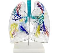 Transparent Lung Segmental Anatomical Model 2X Magnification of Left and Right Lung Bronchial Tree Structure Respiratory System Teaching Model
